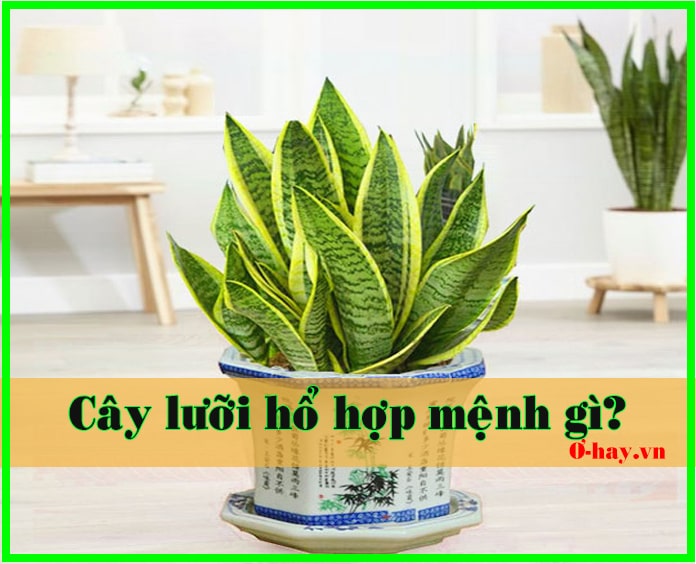 Cây lưỡi hổ hợp mệnh gì?