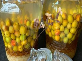 Cách ngâm rượu mơ mật ong