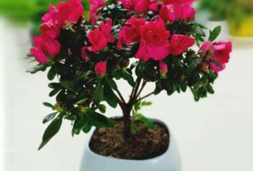 cach-trong-hoa-do-quyen