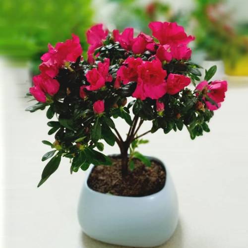 cach-trong-hoa-do-quyen