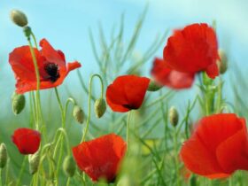 Hoa Anh Túc biểu tượng và ý nghĩa của loài hoa này