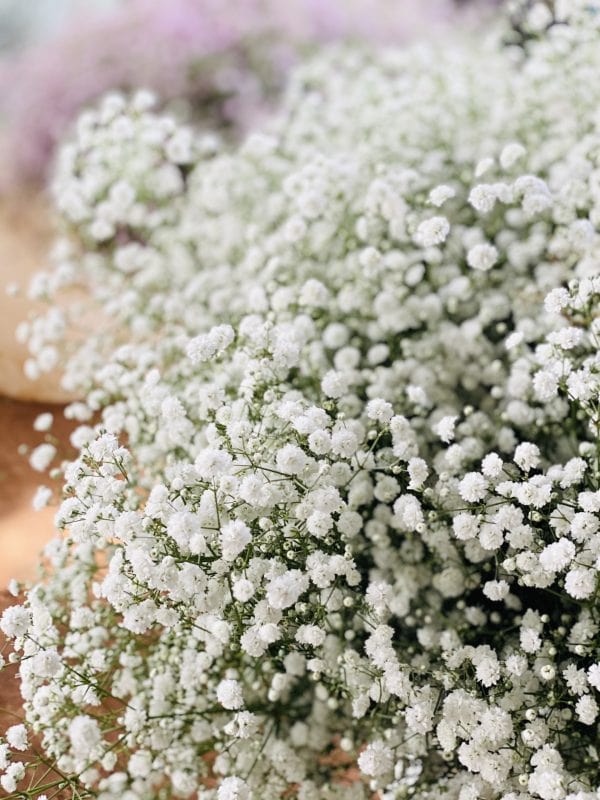 Hoa baby ý nghĩa phong thủy