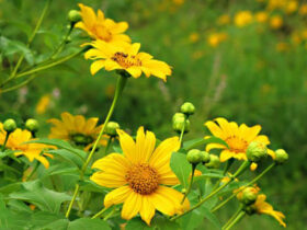 Ý nghĩa hoa dã quỳ