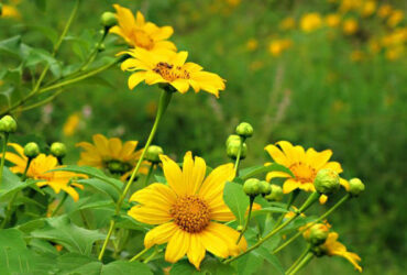 Ý nghĩa hoa dã quỳ