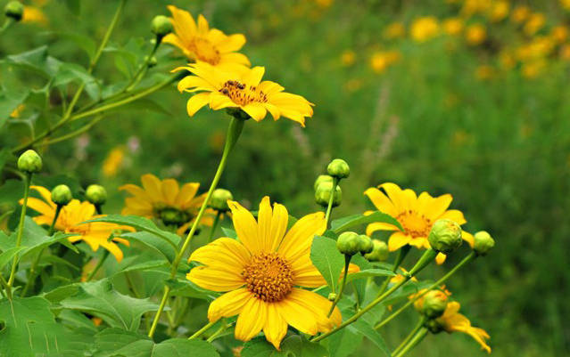 Ý nghĩa hoa dã quỳ