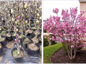 Hoa Mộc Lan - Ý nghĩa và cách trồng, chăm sóc