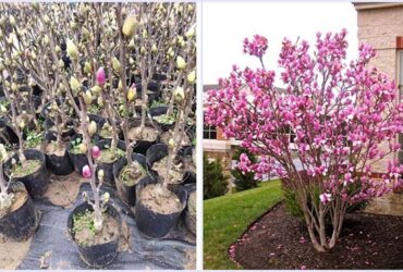 Hoa Mộc Lan - Ý nghĩa và cách trồng, chăm sóc