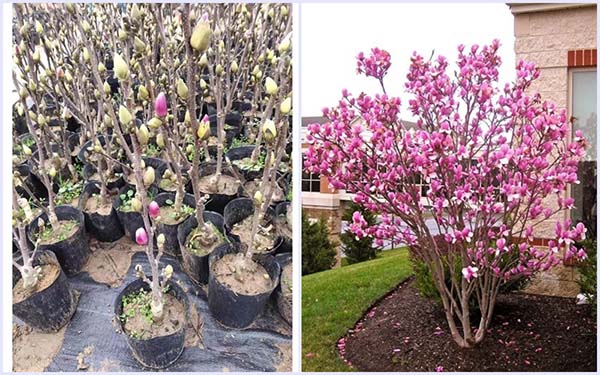 Hoa Mộc Lan - Ý nghĩa và cách trồng, chăm sóc