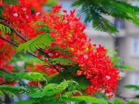 Ý nghĩa Hoa Phượng