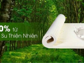 Nệm cao su thiên nhiên là gì